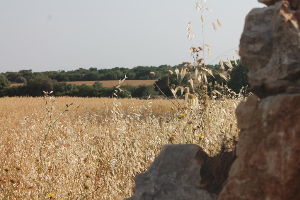 B&B Masseria Cappotto Laterza Exterior foto